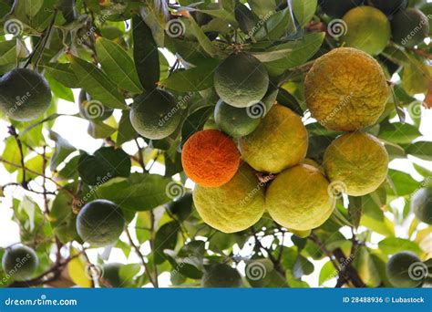 Oranges On Tree Branch Stock Photo Image Of Agricultural 28488936