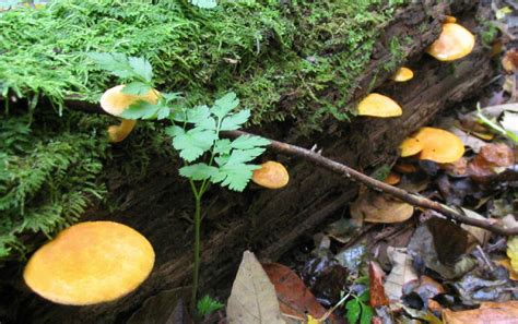 Gymnopilus Sp Pics Repost Mushroom Hunting And
