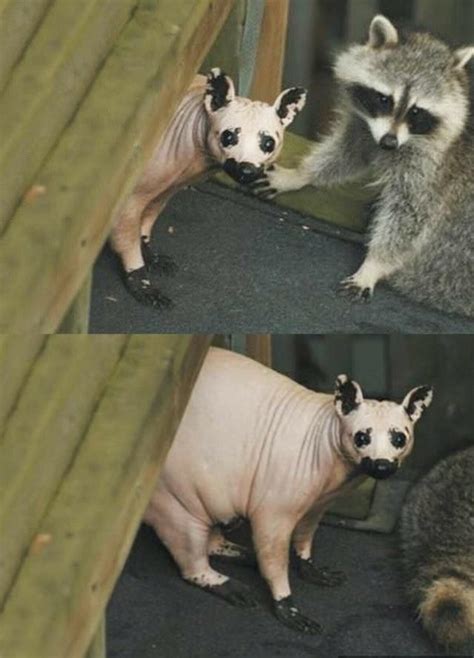 A Hairless Raccoon Ifttt2ozekaz Shaved Animals Hairless