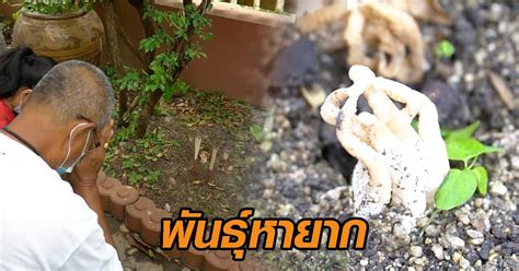 #ฝนวาเกบเหด #ทานายฝน #เลข #อะไร #ตหวย. อึ้ง! พบเห็ดประหลาด คล้าย 'มือผี' กลิ่นคล้ายศพ ชาวบ้านแห่ ...