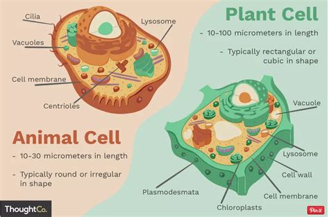 What is the organelle that surrounds the cell and lets some things go in and out? Plant & Animal Cell Organelles and Functions of a Cell ...