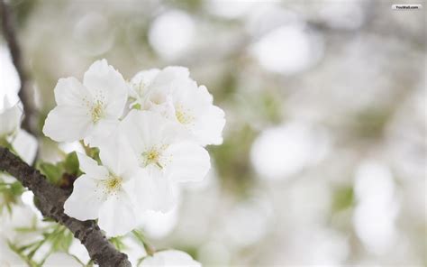 White Flowers Wallpaper 1440x900 2494