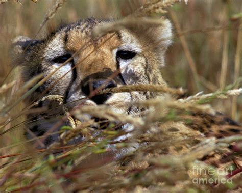 Cheetah Hiding Photograph By Robert Chaponot Fine Art America