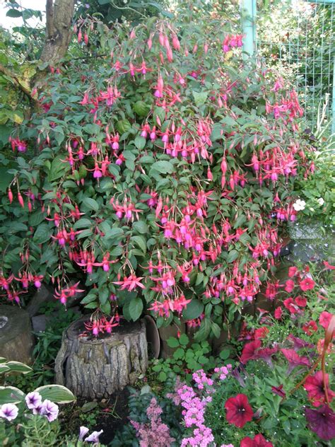 Fuchsia Wilma Versloot - это гибрид, родителями которого являются Fuchsia Pink Galore и Fuchsia ...