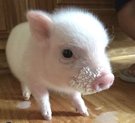 List Of Cute Baby Piggies References Quicklyzz