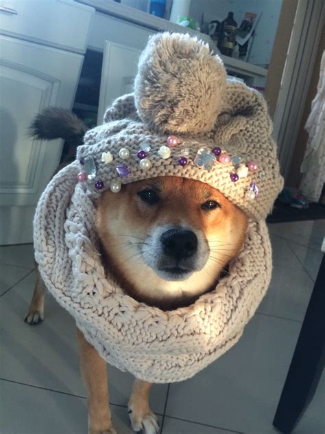 Shiba Inu Wearing Hat Meme Bleumoonproductions