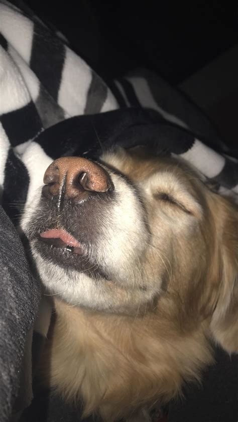 Sleepy Smol Pupper Gives Bleps Not Hecks Rrarepuppers