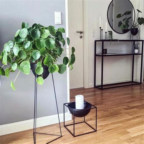 10 Most Beautiful Indoor Plants That Are Easy To Take Care Kwici