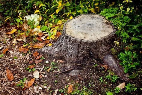 How To Remove A Tree Stump Without A Grinder