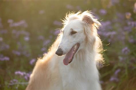 Beautiful And Happy Dog Breed Russian Borzoi Standing In The Green