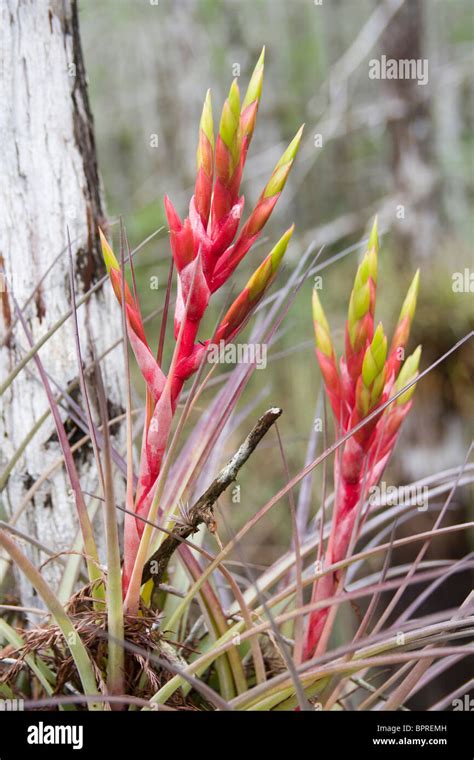 Cardinal Airplant Tillandsia Fasciculata Bromeliads In Everglades