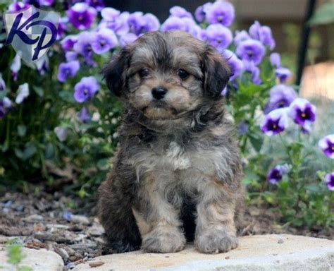 Breeding of the havanese in the states began in the early 70's when a family immigrated from cuba. Puppy Finder: Find & Buy a Dog today by using our ...