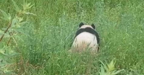 Wild Giant Panda Caught On Camera Roaming Northwest China