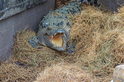Wild Crocodile Laying Eggs In The Straw Nest Alligator Is Spawning Eggs