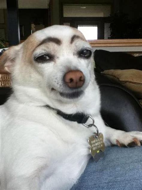 Awkward Internet Trend Dogs With Makeup Eyebrows Funny Animal Pictures