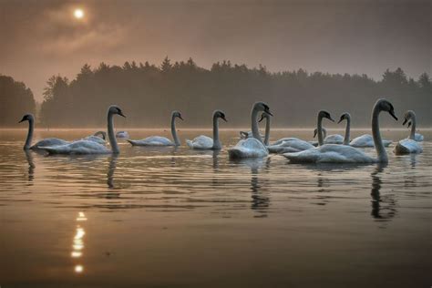 Sunrise At Swan Lake By Hans Zitzler Swan Lake Sunrise Lake