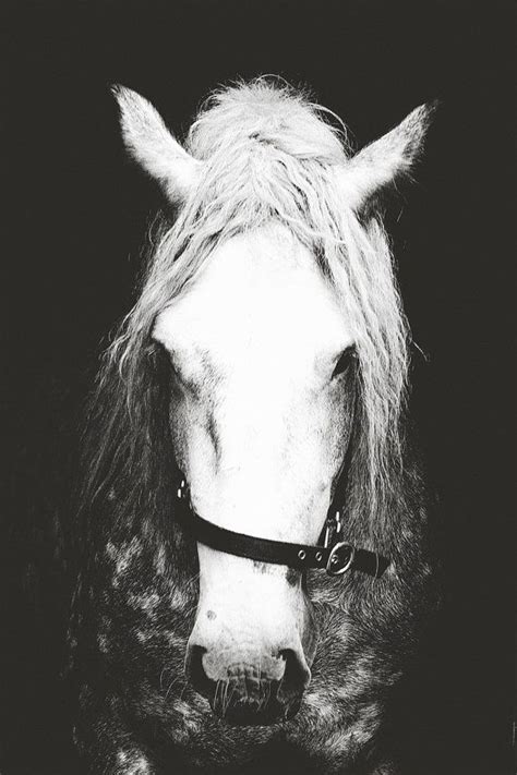 Horse Photographyhorse Artblack And White Photography