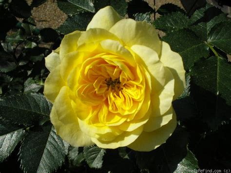Lemon Zest Rose Photo