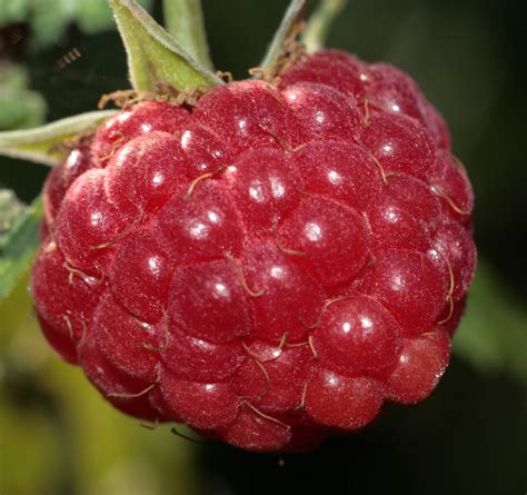 Free Photo Raspberries Close Up Antioxidants Natural Summer Free Download Jooinn
