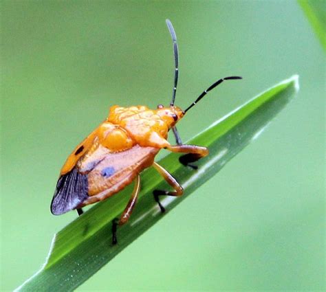 Types Of Stink Bugs Field Guide Names And Photos