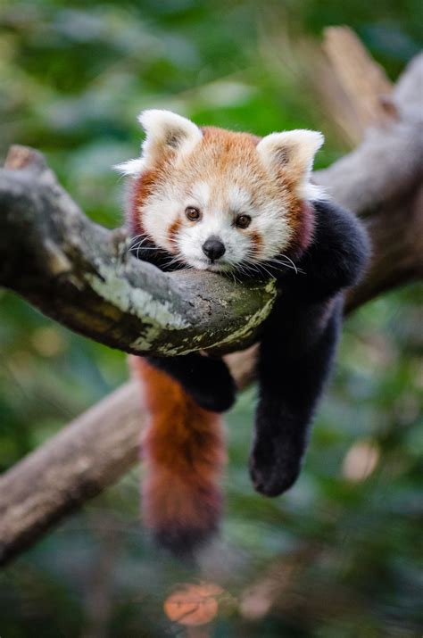 Roter Panda Panda Kostenloses Stock Bild Public Domain Pictures