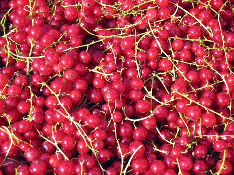 When dogs ingest currants and are left currants can come from different types of grapes and are very similar to raisins and sultanas. Gastronomer's Guide: Seedless Red Currant Jelly