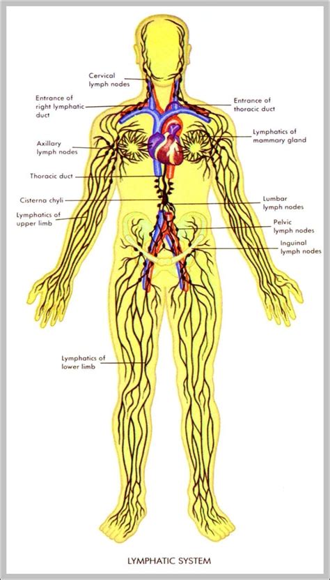 What Is Lymphatic System 744×1371 Anatomy System Human Body Anatomy