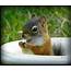 Squirrel Cute Pictures 3