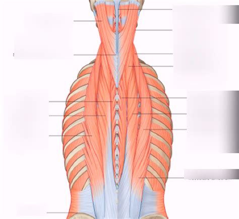 Epaxial Muscles Diagram Quizlet