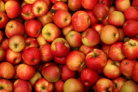 Apple trees are cultivated worldwide and are the most widely grown species in the genus malus. Apple Fruit Images New HD Pictures On Tree Photoshoots
