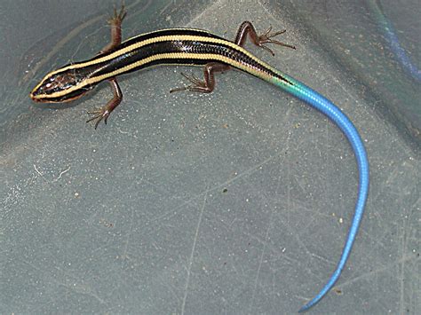 Is A Blue Tailed Skink Poisonous Pin On Skinks Melissa Williamson