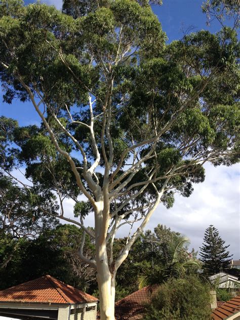 Big Australian Gum Tree Australiaitsbig Australian Trees Australian