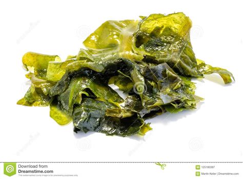 Green Wakame Alga Isolated On White Background Stock Image - Image of