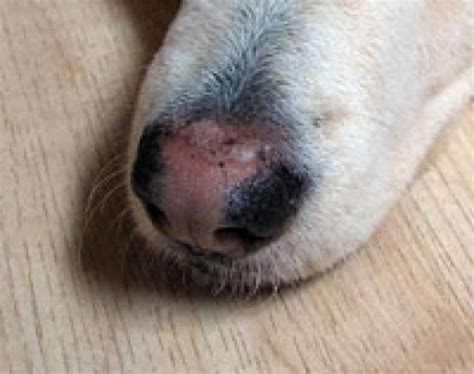 Figo 25 Fatti Su Melanoma Dog Skin Cancer Pictures This Webmd