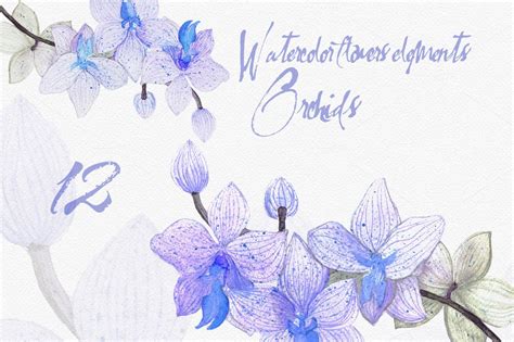 Watercolor Orchid Flowers | Orchid drawing, Orchid illustration, Orchid flower