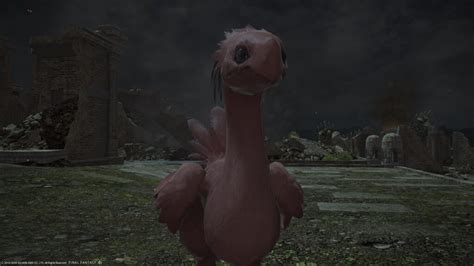 Red Chocobo Returns To Terrorize Final Fantasy Xiv Players Once Again