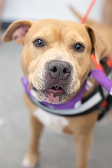 Petco Love invests in UF Shelter Medicine Program to increase shelter