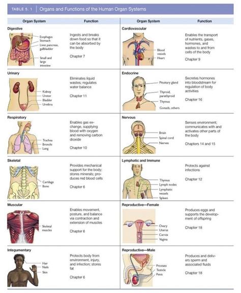 Image Result For 11 Organ Systems Organ System Body