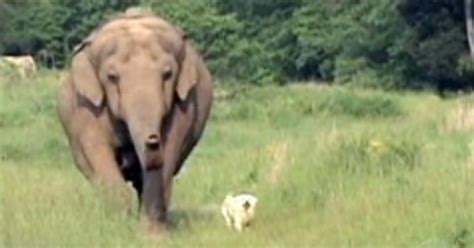Unlikely Friendship Of Elephant And Dog Photo 1 Pictures Cbs News
