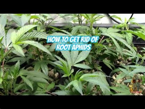 This will leave your roots for last and minimize the. HOW TO GET RID OF ROOT APHIDS - YouTube