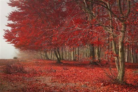 Red Leaves Tree In Autumn Fairytale Forest Trees With