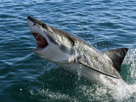 Great White Sharks In Cape Cod Tourism Business Insider