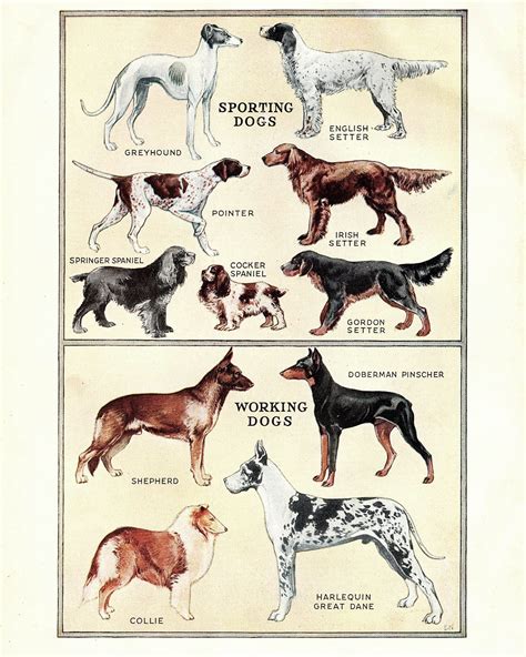 Dog Breeds Printable Ephemera Vintage Digital Book Scans For Etsy