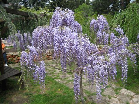 I was lucky enough to obtain some of these plants from the base of trees on a friends wooded lot that were growing wild. Wisteria Chinese Purple 16" Pot - Hello Hello Plants ...