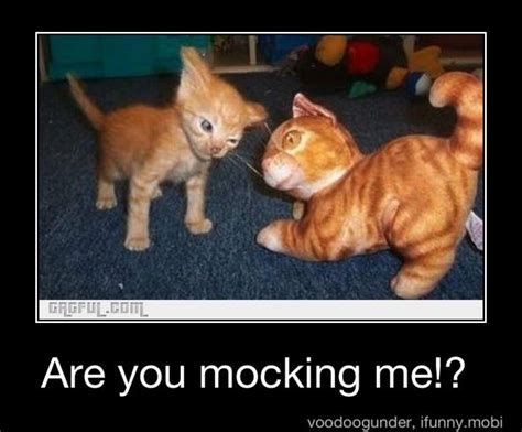 Are You Mocking Me Funny Cats And Dogs Silly Cats Crazy Cats Hate