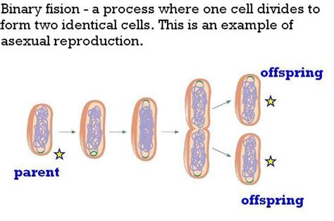 Mrscruzs Biology Class Ch 53 Regulation Of The Cell Cycle