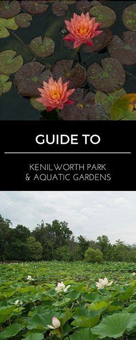 Kenilworth aquatic gardens is home to a lot of lotuses though some can also be found at other sites around the region. Guide to Kenilworth Park & Aquatic Gardens in Washington ...