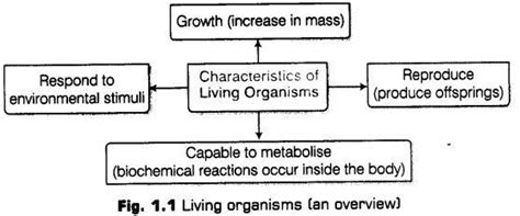 Cbse Class 11 Biology Chapter 1 The Living World Study Notes