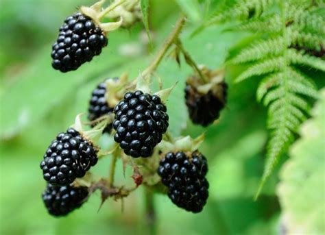 Edible Berries Of The Pacific Northwest The Whole U