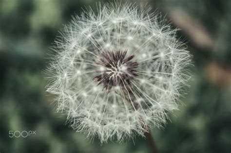 Dandelion Wish Macro photo by DragosMarianZamfiroiu http ...